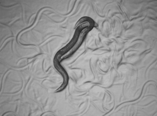 Lichtmikroskopische Aufnahme von Fadenwür-mern der Art Caenorhabditis remanei bei der Paarung. Die Würmer sind etwa einen Millimeter lang, das Weibchen – links im Bild – ist etwas größer als das Männchen. Bild credit: Nadine Timmermeyer