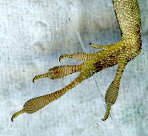 The left hind foot of the green anole after evolution. Toe pad measurements were taken on the expanded scales at the end of the longest toe. Image credit: Yoel Stuart/U. of Texas at Austin