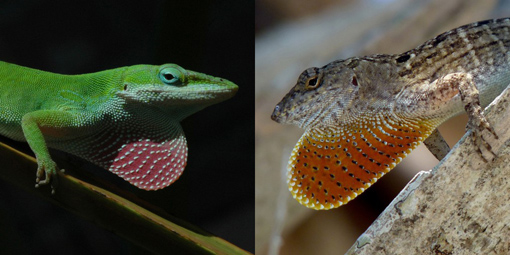 Native green anoles (left) have evolved better gripping feet in response to an invasion of brown anoles (right) on islands in Florida. Image credit: Todd Campbell and Adam Algar.