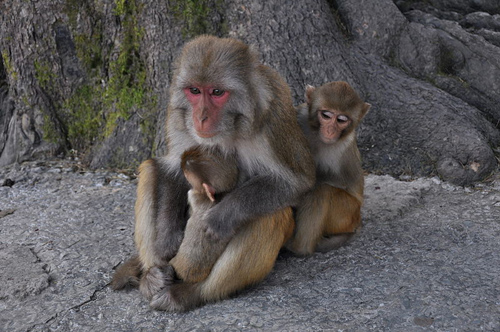 Rhesus macaque monkeys. Image credit: Aiwok (Source: Wikipedia)