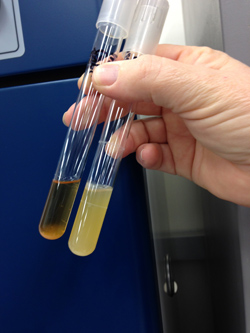 The test tube with foggy liquid indicates the presence of antibiotic-resistant bacteria. (Photo by Haley Anderson)