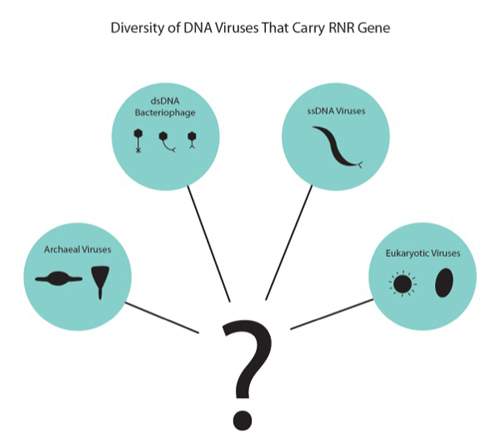 The evolutionary relationships between a broad diversity of DNA viruses can be assessed using RNR gene sequences. Viral groups infecting hosts within different kingdoms of life can be investigated by their RNR gene sequences. Photos and images by Lindsay Yeager