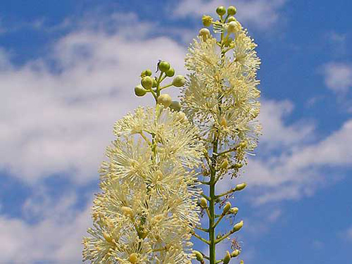 Traubensilberkerze (Actaea racemosa). Image copyright: H. Zell