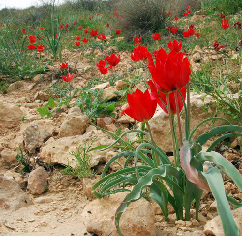 Wüstenpflanzen in Israel. Foto credit: Katja Tielbörger/Universität Tübingen