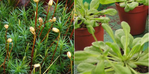 Das Moos Physcomitrella (links) hat es, die Ackerschmalwand Arabidopsis thaliana (rechts) nicht: das glutaminabhängige PII-Protein. Fotos credit: Karl Forchhammer