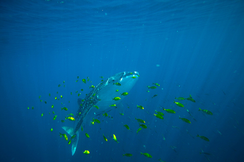 During fieldwork in 2009, the research team found hundreds of juvenile whale sharks gathering on coral reefs near Al-Lith on the central coast of the Saudi Arabian Red Sea. (Photo by Simon Thorrold, Woods Hole Oceanographic Institution)