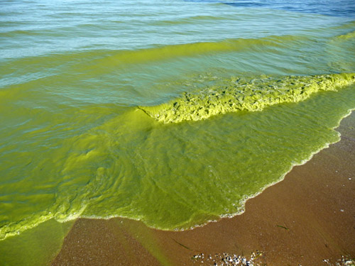 A Lake Erie algae bloom in September 2009. This photo was taken on the southeast shore of Pelee Island, Ontario. Image credit: Tom Archer