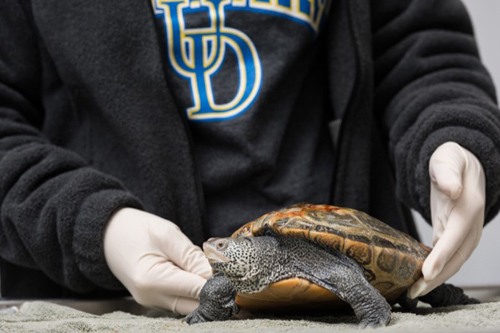 UD's Merope Moonstone works with a turtle at the Marine Education, Research and Rehabilitation Institute. Photo by Evan Krape