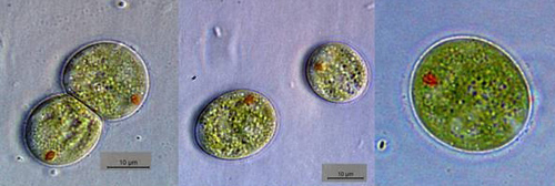 Mikroskopische Bilder der einzelligen Grünalge Chlamydomonas reinhardtii. Fotos credit: Karl Forchhammer