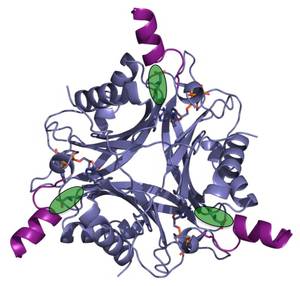 PII-Signalprotein von Chlamydomonas reinhardtii. Die Q-Loop Fortsätze sind violett dargestellt, die Glutamin-Andockstellen grün. Abbildung credit: Karl Forchhammer