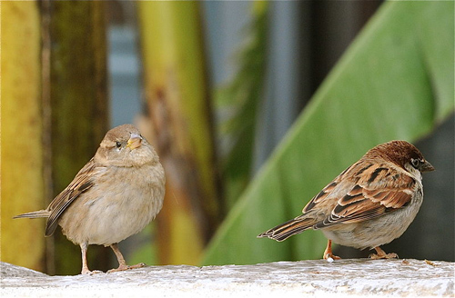 The majority of losses are from common species including house sparrows, skylarks and starlings. Photo credit: Claudio Gennari (Source: Wikimedia Commons)