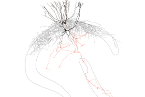 Eine synaptisch verbundenes Paar erregender (rot) und hemmender (schwarz) Nervenzellen im Hippocampus, einer Region im Schläfenlappen des menschlichen Gehirns. Bild Quelle: Thomas Hainmüller