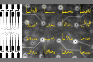 Der Mikrochip (links) und die 16 Mikroelektroden im Zentrum des Chips in Vergrößerung (rechts): Die gelben Linien zeigen den Elektrodenstrom kurz nach Ausbildung der Membranen. Bild Quelle: Arbeitsgruppe für Membranphysiologie und –Technologie