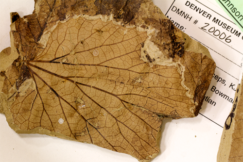 A fossilized leaf of 'Vitis' stantonii, a grapelike plant from the Hell Creek Formation in North Dakota. Blonder is especially interested in the venation network of each leaf, because veins may be a very good proxy for temperature via their role in constraining leaf water usage. "Fortunately many fossils have exquisite preservation of veins," he said. (Photo credit: Benjamin Blonder)