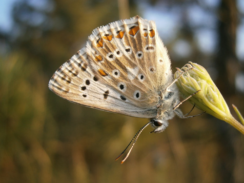 Seitenansicht des „Insekt des Jahres 2015“. Image credit: © Thomas Schmitt/SDEI