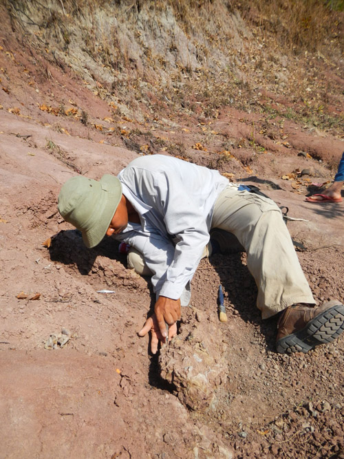 Mana Rugbumrung, a researcher at the Department of Mineral Resources in Bangkok, examines the freshly excavated skull of an anthracothere, a hippopotamus-like mammal that lived 40 million years ago in what is now Myanmar. (Photo credit: Alexis Licht, 2012)