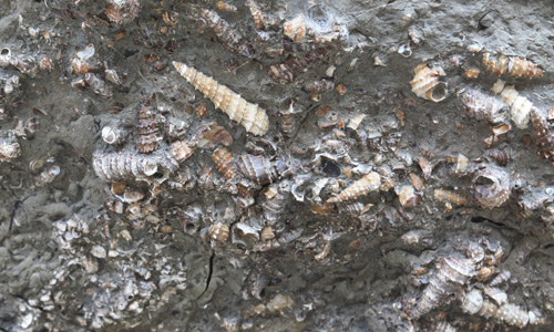 These 35-million-year-old snail fossils in Myanmar contain the record of the past climate in their shells. (Photo credit: Alexis Licht, 2012)