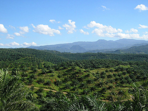 Palmölplatange. Photo credit: Achmad Rabin Taim (Source: Wikipedia)