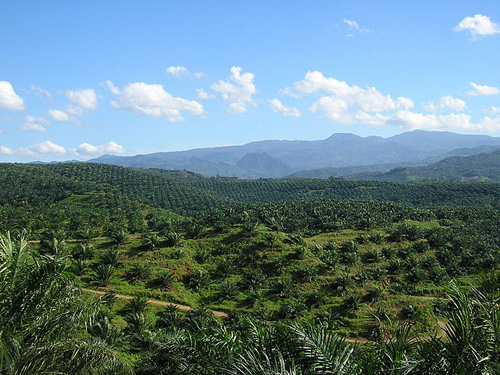 Palmölplatange. Photo credit: Achmad Rabin Taim (Source: Wikipedia)