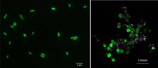 Cyanobakterien: Solche winzig kleinen Organismen sorgten für den heutigen Anteil von etwa 20 Prozent Sauerstoff in der Erdatmosphäre.  Image credit: Kappler, Swanner/Universität Tübingen