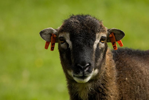 In the first evidence that natural selection favors an individual's infection tolerance, researchers from Princeton University and the University of Edinburgh have found that an animal's ability to endure an internal parasite strongly influences its reproductive success. The researchers used 25 years of data on a population of wild Soay sheep (above) living on the island of Hirta in northwest Scotland to assess the evolutionary importance of infection tolerance. The researchers tracked the number of offspring produced by each of nearly 2,500 sheep and found that those with the highest tolerance to infection produced the most offspring. (Photo by Arpat Ozgul, University of Edinburgh)