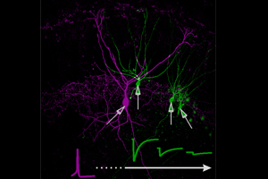 Intrazellulär gefüllte hippokampale Korbzelle (magenta) und Körnerzellen (grün) mit einer schematischen Illustration der entfernungsabhängigen Hemmung. Bild Quelle: Michael Strüber