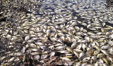 Large numbers of dead sunfish and largemouth bass in April 2014 following a severe winter on Wintergreen Lake, Kalamazoo County, Michigan. (Photo courtesy of G. Mittelbach)