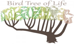 Explore an interactive version of the new bird tree of life: https://news.illinois.edu/infographics/birdtree.html Image credit: Julie McMahon, University of Illinois.