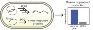 The overexpression of E. coli genes displaying tolerance to isopentenol increased production of this leading biogasoline candidate in a production strain of the microbes. Image credit: Berkeley Lab (Click image to enlarge)