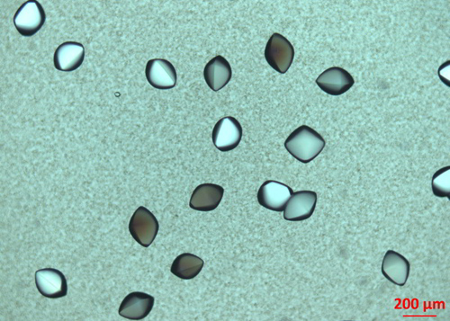 Die Forscher konnten Proteinkristalle beim Wachsen zusehen. Photo credit: Institut für Angewandte Physik/Universität Tübingen