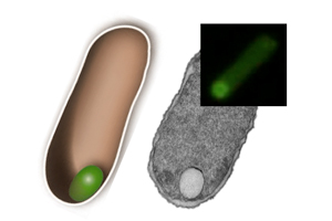 Schema, elektronenmikroskopische Aufnahme und Fluoreszenzbild von Organellen. Image Quelle: Stefan Schiller