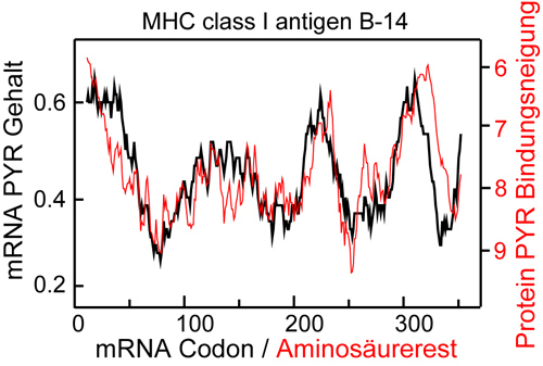 Das Team von Bojan Zagrovic an den Max F. Perutz Laboratories der Universität Wien konnte zeigen, dass die Dichteprofile verschiedener Nukleobasen in mRNAs den Profilen der Aminosäureaffinität für dieselben Nukleobasen im zugehörigen codierten Protein ähneln. Die Grafik veranschaulicht das typische Niveau der Ähnlichkeit (Matching) am Beispiel des MHC class I Anitgens, einem Protein mit wichtigen Rollen im Immunsystem. Die mRNA Pyrimidin Dichte (Pyrimidine sind eine Art von Nukleobasen, PYR) spiegelt die quantitative Bindungsneigung des Proteins für Pyrimidine wider. Die ForscherInnen sehen solche Matchings als wichtige Anhaltspunkte über den Ursprung des genetischen Codes, aber auch als Hinweis, dass die beiden Biomoleküle unter bestimmten Umständen einander komplementär binden können (Image copyright: Bojan Zagrovic).