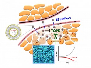 Visualization of drug OTS964 attacking TOPK, a protein produced by a wide range of human cancers that aids in cell division. Image courtesy of The University of Chicago Medicine (Click image to enlarge)