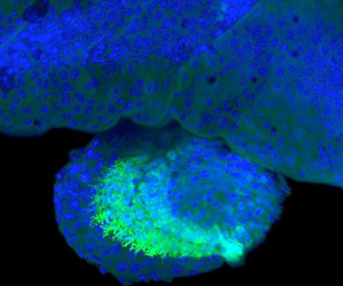 Autopod-building genetic “switches" found in a transgenic zebrafish pectoral fish fin, with cell nuclei shown in blue and gar genome drive gene activity in green. Image courtesy of the Shubin Lab