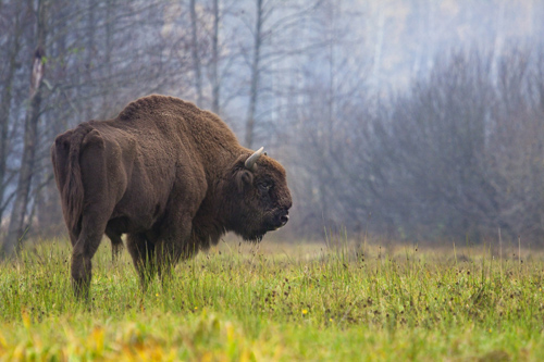 Wisente sind die größten, freilebenden Säugetiere Europas. Image credit: © Rafal Kowalczyk