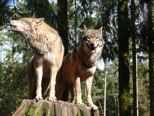Europäisches Wolfspaar. Image credit: Gunnar Ries (Lizenziert unter CC BY-SA 2.5 über Wikimedia Commons)