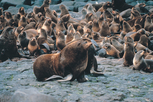 Nördliche Seebären leben unter anderem auf der Sankt-Paul-Insel in der Beringsee westlich von Alaska. Ihr Lebensraum könnte durch Ölbohrungen zerstört werden. Photo credit: M. Boylan (Source: Commons.Wikimedia)