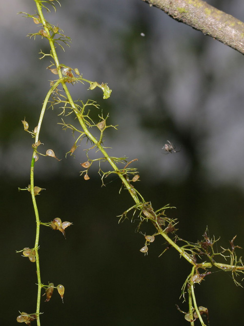 Pflanzen des Kleinen Wasserschlauchs (Utricularia minor) (Image copyright: Kristian Peters).