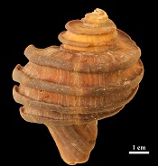 A 15-million year old fossil gastropod, Ecphora, from the Calvert Cliffs of southern Maryland. The golden brown color arises from the original shell-binding proteins and pigments preserved in the mineralized shell. Picture is provided courtesy of John Nance. Image credit: Carnegie Institution of Washington 