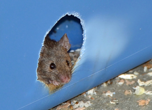 A mouse peers out from a nesting box during a University of Utah study that found the fructose-glucose combination in high-fructose corn syrup is more toxic in mice than the fructose-glucose compound known as sucrose, or table sugar. Photo Credit: Douglas Cornwall, University of Utah