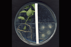 Pappel, deren Wurzelwachstum durch die Duftstoffe von Mykorrhizapilzen angeregt wurde. Foto credit: Universität Göttingen