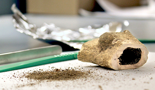 A new method for isolating hemozoin from archaeological bone involves scraping material from bone marrow and later grinding it to a fine texture for analysis. (Photo by Michael S. Helfenbein)