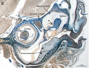 Histologischer Schnitt durch das Mittelohr der Laotischen Felsenratte. Die Lage der Chorda tympani kann zur Überprüfung von Verwandschaften dienen. Image credit: © Senckenberg (Click image to enlarge)