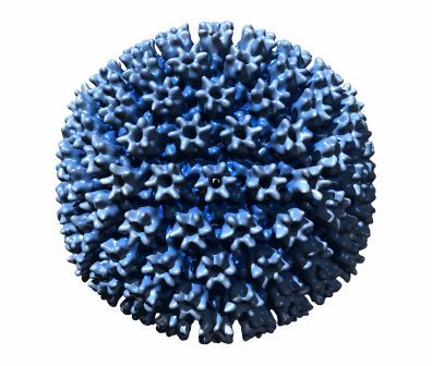 Model of a cytomegalovirus. Image credit: University of Arizona