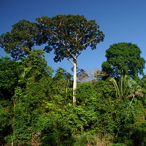 Regenwald im Amazonas. Image credit: © Zig Koch / WWF