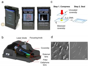 Smartphone microscope. (a) Photographs of the mobile-phone based fluorescence microscopy platform for single DNA molecule imaging and sizing.  A Windows-based smart application running on the same mobile-phone was also created to transfer images from the phone to a custom-designed remote server and display the received DNA analysis results back on the screen of the phone. (b) A 3-D illustration of the same opto-mechanical attachment. (c) Schematic illustration of a simple DNA stretching method used in this work. (d) Representative fluorescence microscope images of stretched DNA molecules that are acquired by using the mobile-phone microscope (left) and a bench-top fluorescence microscope with a 100× oil-immersion objective lens, NA=1.3 (right). Scale bar, 10 microns. Image credit: Ozcan Lab at UCLA (Click image to enlarge)