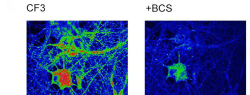Two-photon imaging of CF3 in cultured dissociated hippocampal neurons shows how the addition of the BCS chelator shrinks the presence of labile copper pools. Image credit: Berkeley Lab