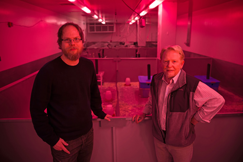 Bathed in reddish-pink light that means it is nighttime for mice, University of Utah biologists James Ruff and Wayne Potts stand in front of a series of “mouse barns” used in their latest study of the toxicity of sugars fed to mice in doses proportionate to the sugar consumption of many people. Mice cannot detect the pink light but people can, so it allows the researchers to work in the mouse barn area during nighttime for the mice. Photo Credit: Andy Brimhall, University of Utah Marketing and Communications