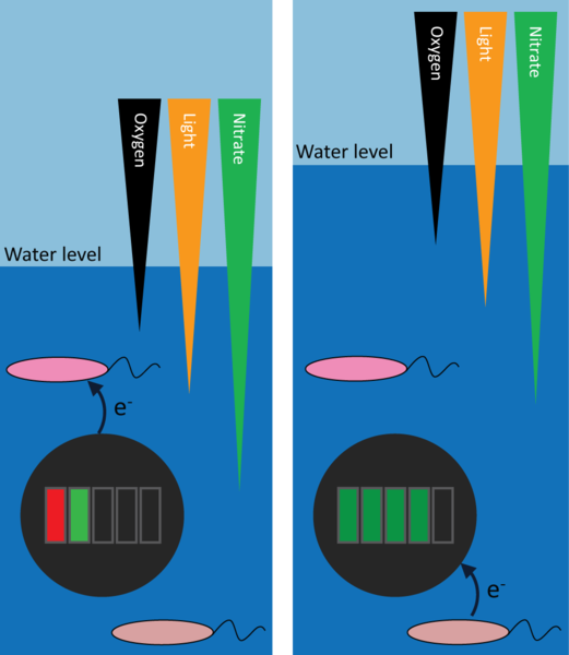 Die Eisen oxidierenden Bakterien entziehen der Magnetit-Batterie Elektronen (Entladung, links), während die Eisen reduzierenden Bakterien auf der Magnetit-Batterie ablagern (Wiederaufladung, rechte Seite). Image credit: Universität Tübingen