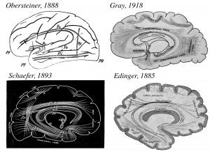 This series of images shows drawings of brain connections that the researchers found in the various atlases they studied. Heinrich Obersteiner’s 1888 schematic, Sir Edward Schaefer’s 1893 woodblock carving, and Gray’s 1918 illustration all show the vertical occipital fasciculus. But Ludwig Edinger’s 1885 drawing leaves out the fiber pathway. Image credit: Jason Yeatman (click image to enlarge)